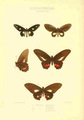 Knight Horace Exotica 1887 Papilio Mithras A4 Photo Print