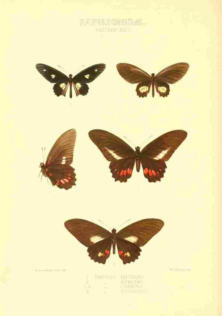Knight Horace Exotica 1887 Papilio Mithras A4 Photo Print