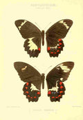 Knight Horace Exotica 1887 Papilio Oberon A4 Photo Print