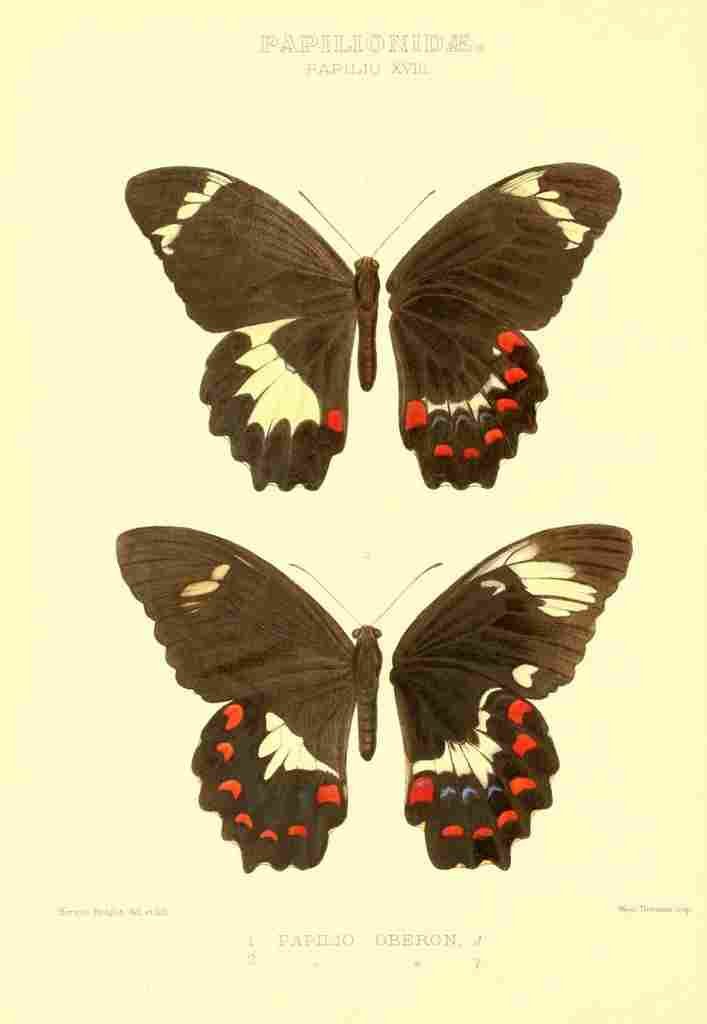 Knight Horace Exotica 1887 Papilio Oberon A4 Photo Print