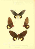 Knight Horace Exotica 1887 Papilio Quadratus A4 Photo Print