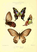 Knight Horace Exotica 1887 Papilio Weiskei A4 Photo Print
