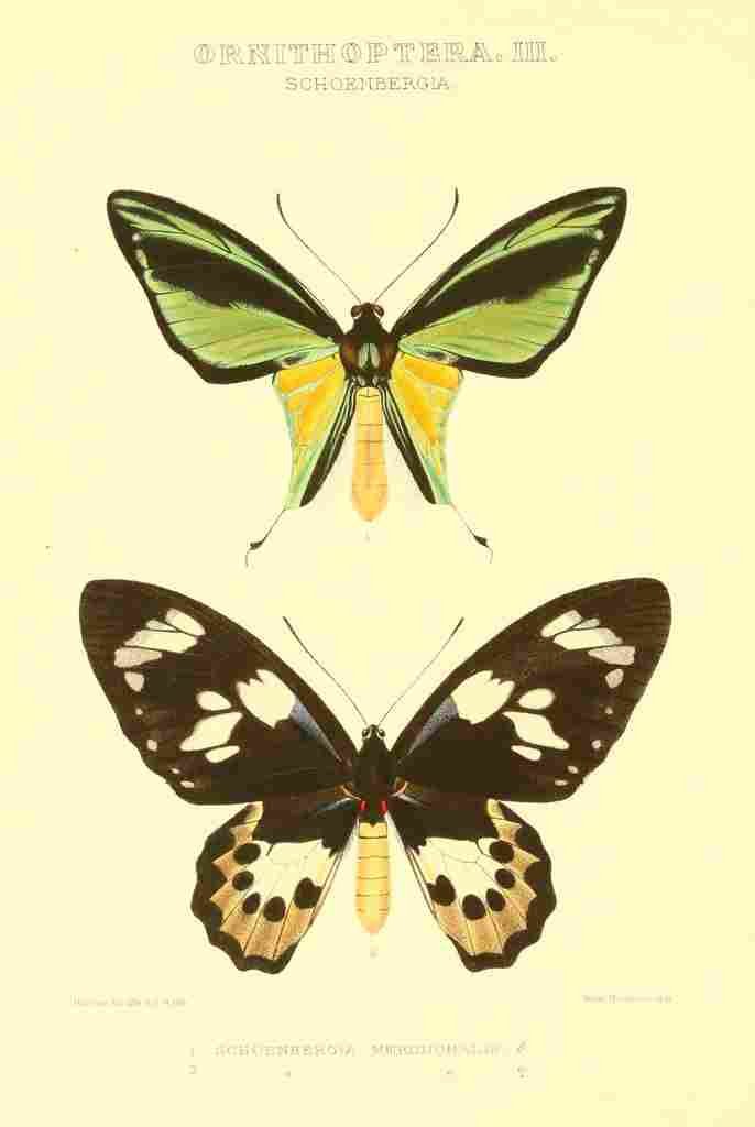 Knight Horace Exotica 1887 Schoenbergia A4 Photo Print