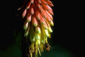 Kniphofia Bee Flower A4 Photo Print