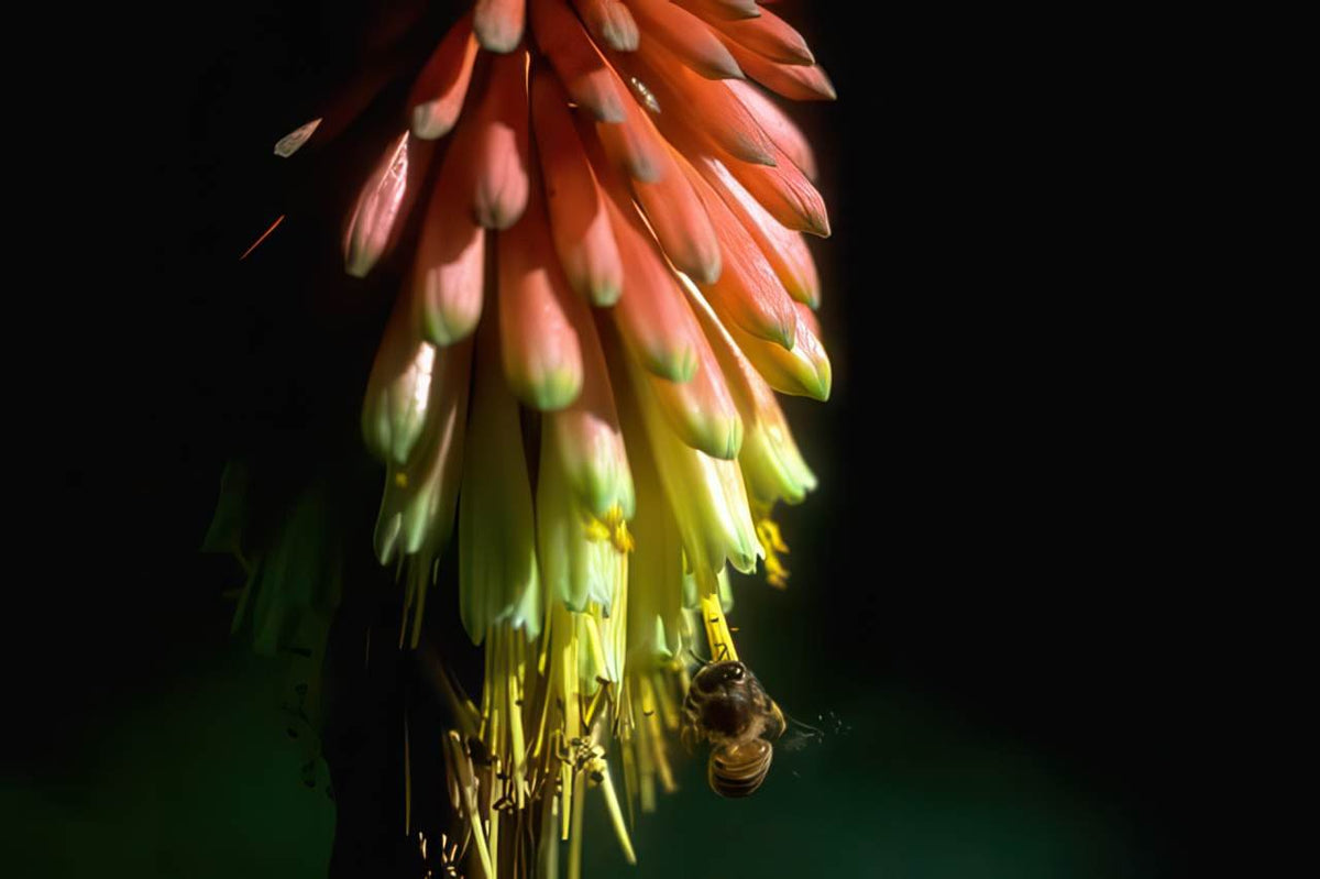 Kniphofia Bee Flower A4 Photo Print