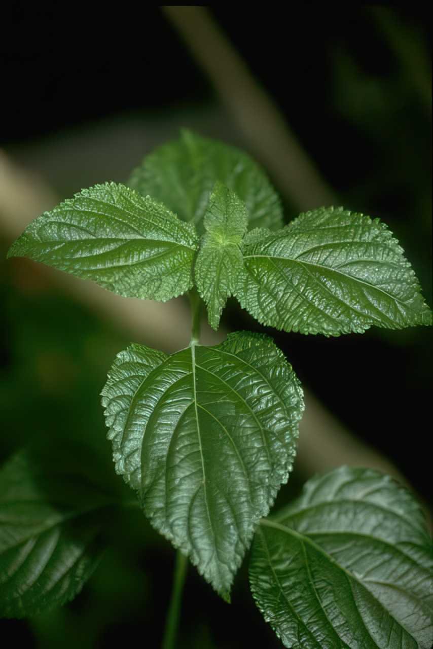 Knotweed Leaves Detail A4 Photo Print