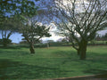 Koa Trees Park A4 Photo Print