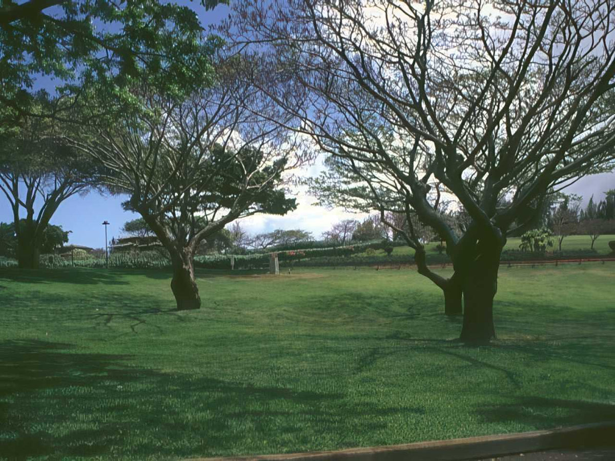 Koa Trees Park A4 Photo Print