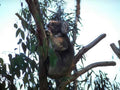 Koala Eucalypt Tree A4 Photo Print