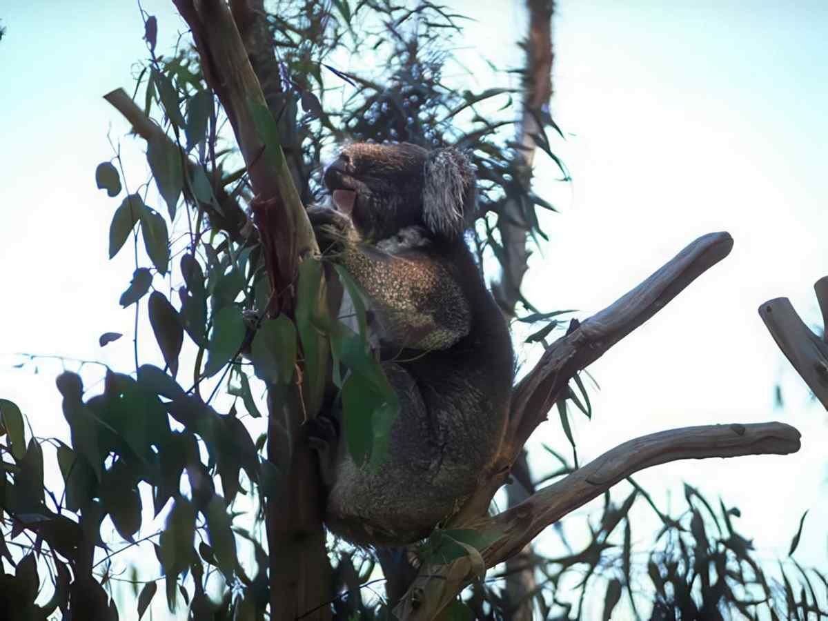 Koala Eucalypt Tree A4 Photo Print
