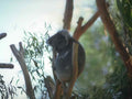 Koala Eucalyptus Australia A4 Photo Print