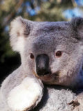 Koala Eucalyptus Branch A4 Photo Print