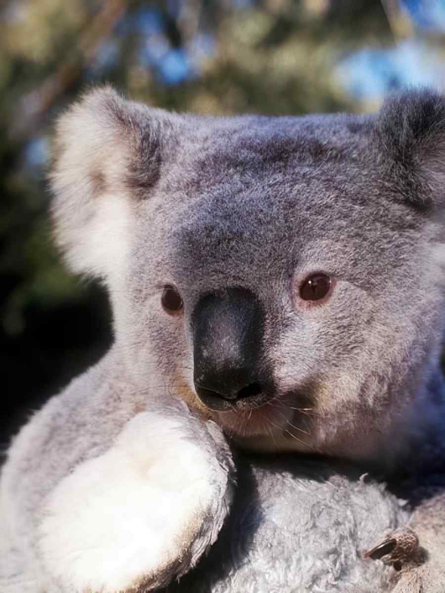 Koala Eucalyptus Branch A4 Photo Print