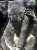 Koala Eucalyptus Forest A4 Photo Print