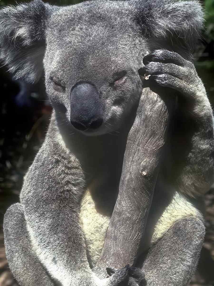 Koala Eucalyptus Forest A4 Photo Print