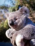 Koala Eucalyptus Portrait A4 Photo Print