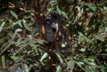 Koala Eucalyptus Tree A4 Photo Print