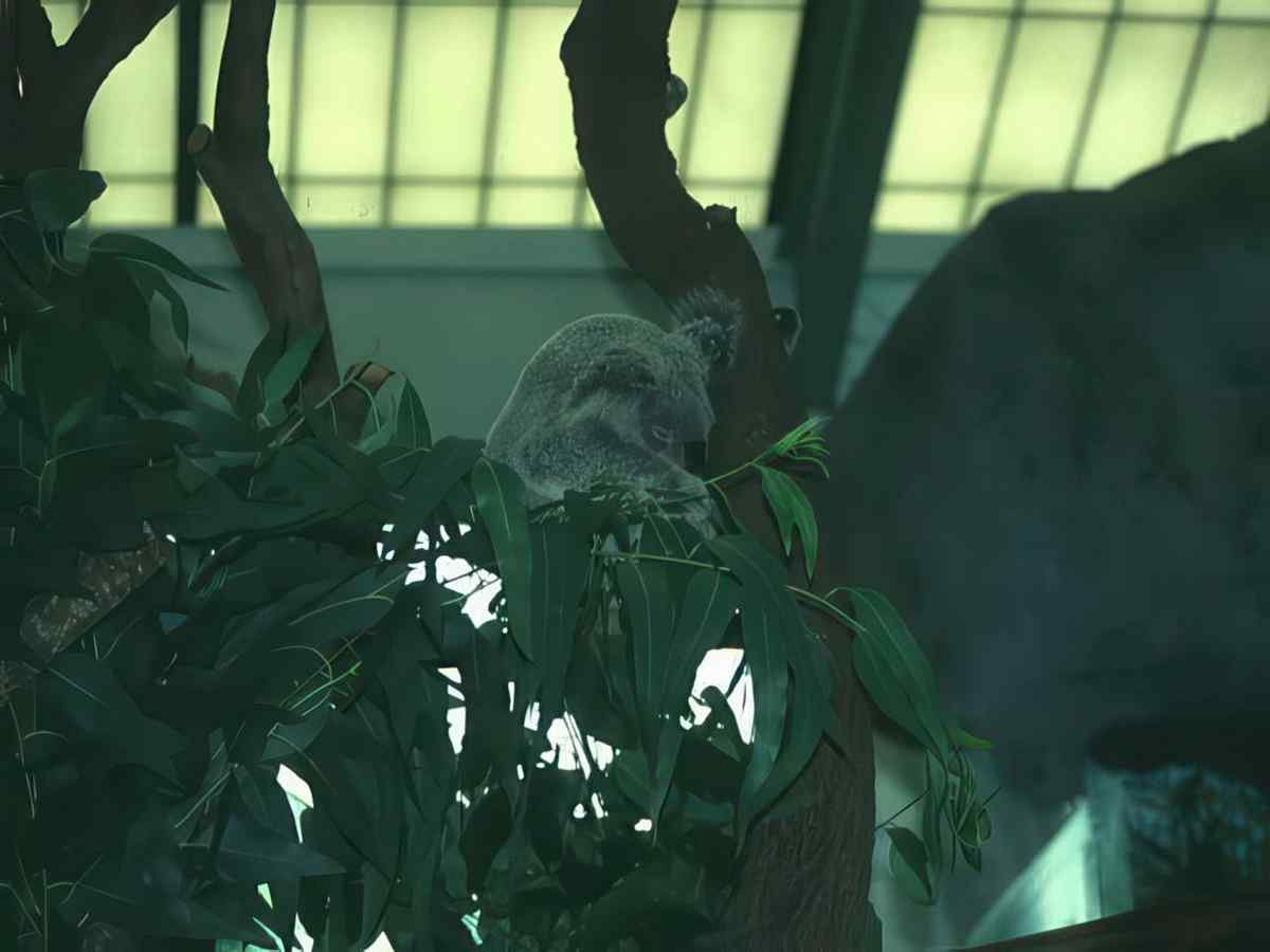 Koala Eucalyptus Zoo A4 Photo Print