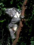 Koala Gray Fur A4 Photo Print