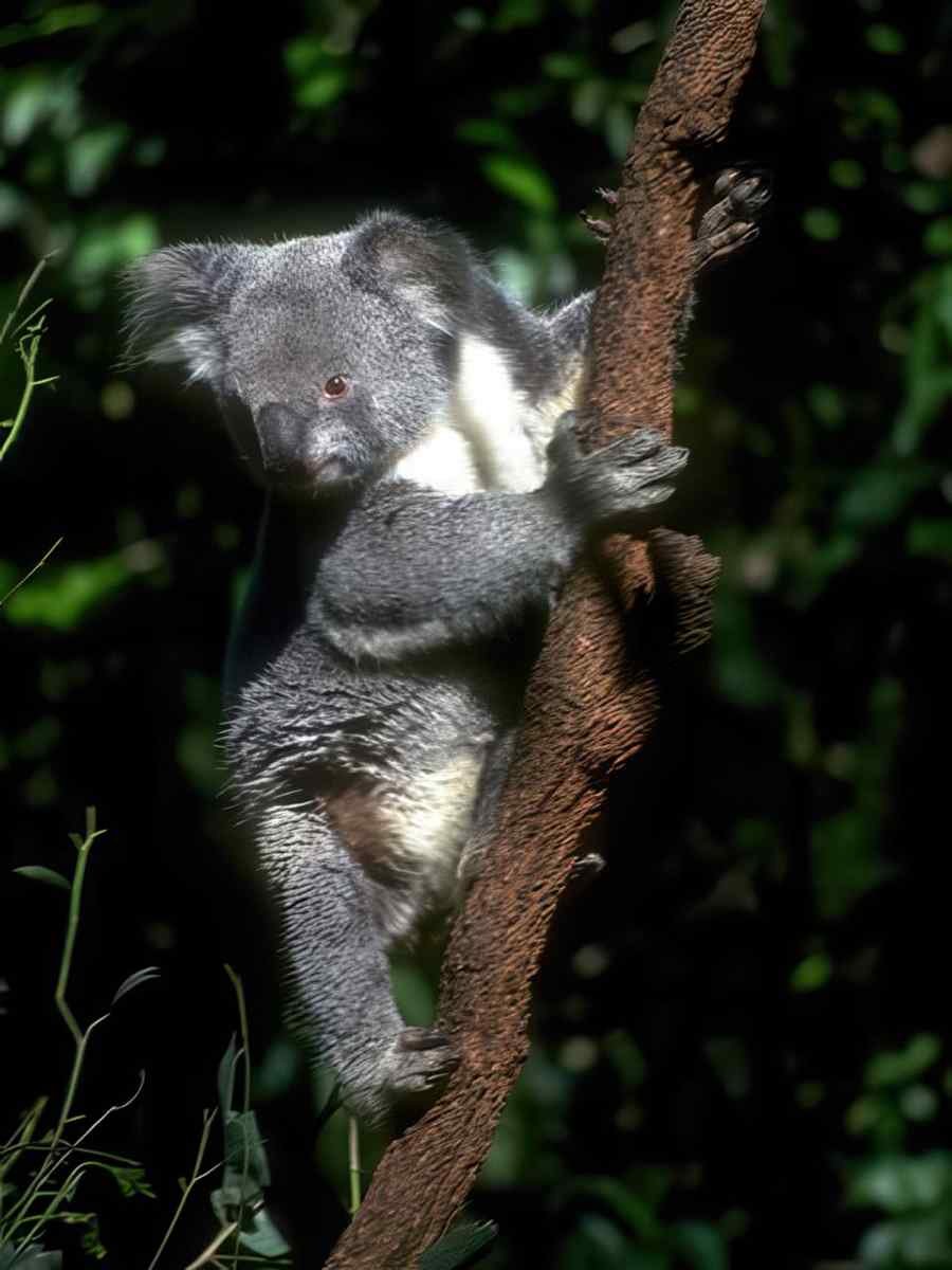 Koala Gray Fur A4 Photo Print