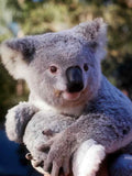 Koala Portrait Closeup A4 Photo Print