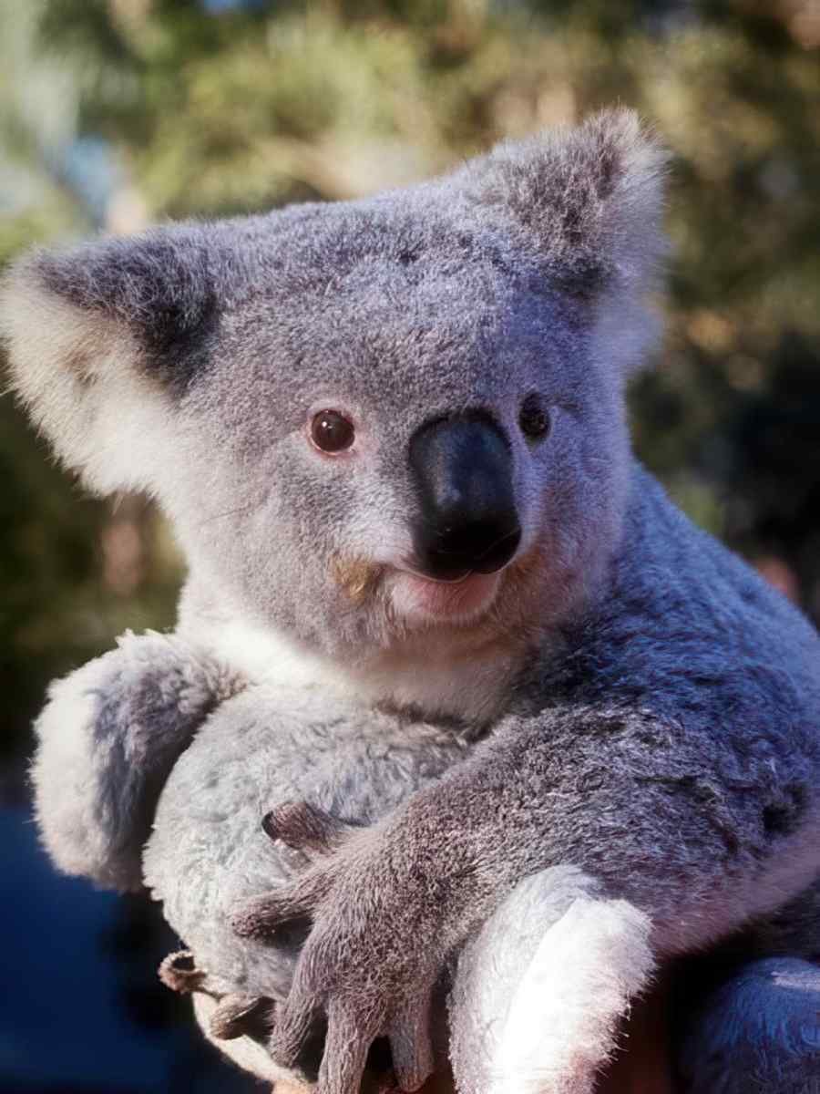 Koala Portrait Closeup A4 Photo Print
