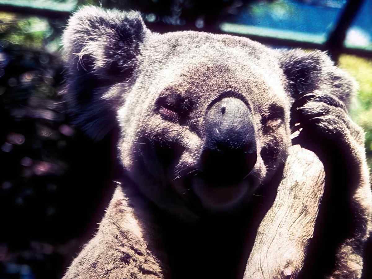 Koala Sleepy Zoo A4 Photo Print