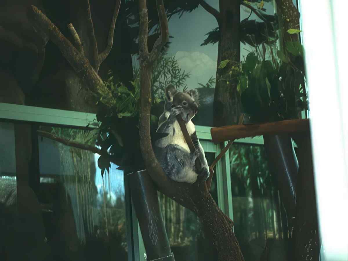 Koala Zoo Exhibit A4 Photo Print