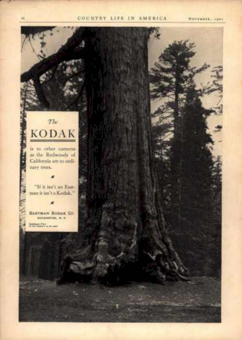 Kodak Redwoods Trees Vintage Retro Advert Ads A4 Photo Print