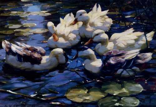 Koester Alexander Five Ducks In A Pond A4 Photo Print