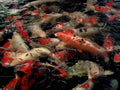 Koi Fish Pond A4 Photo Print 2