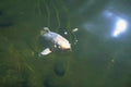 Koi Fish Pond A4 Photo Print