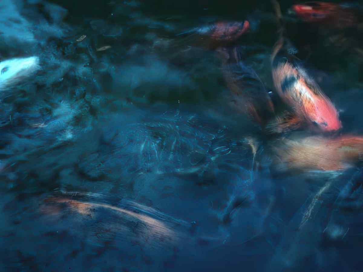 Koi Pond Evening A4 Photo Print