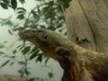 Komodo Dragon Bali A4 Photo Print