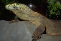 Komodo Dragon Rock 1 A4 Photo Print