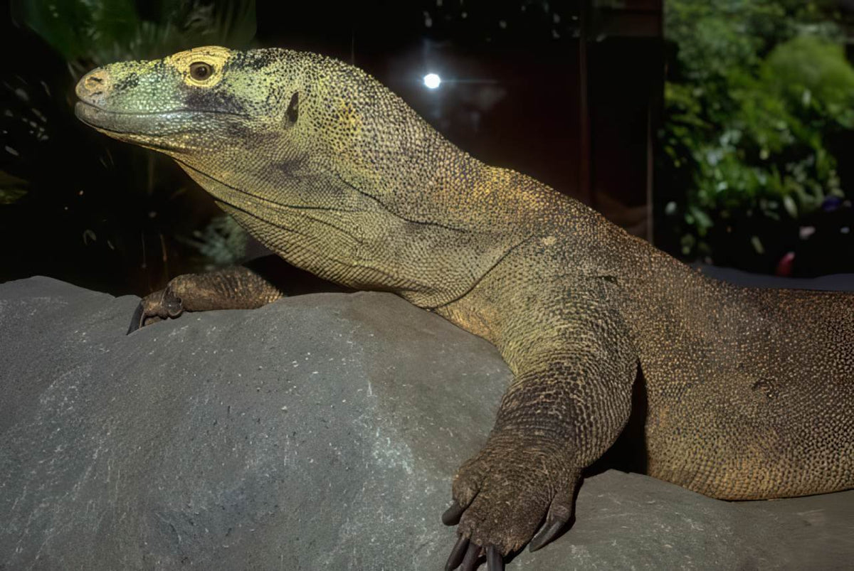 Komodo Dragon Rock 1 A4 Photo Print
