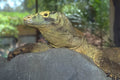 Komodo Dragon Rock 2 A4 Photo Print