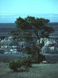 Kona Lava Cliff A4 Photo Print