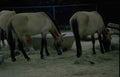 Konik Horses Central A4 Photo Print
