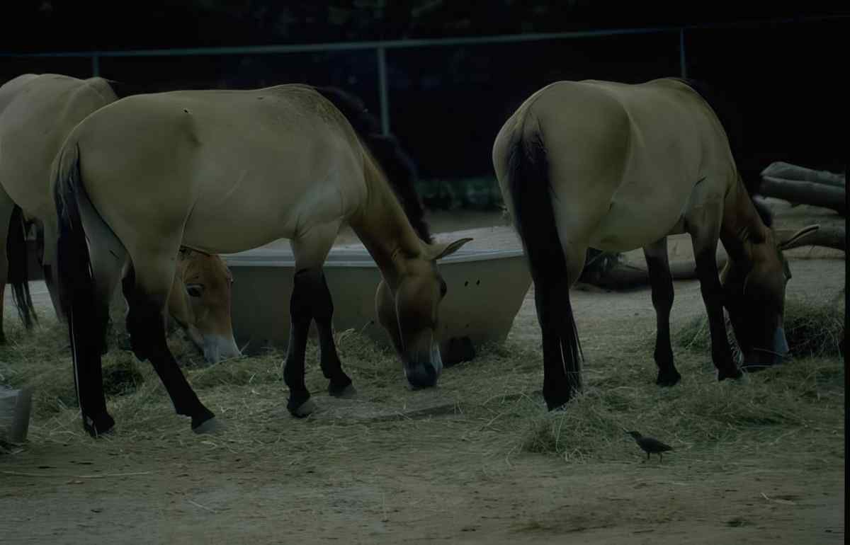 Konik Horses Central A4 Photo Print