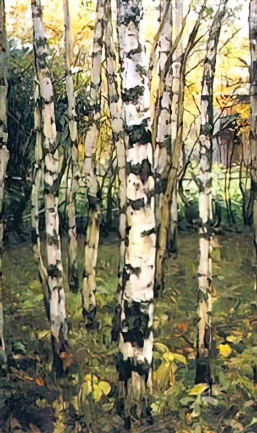 Konstantin Yuon birches petrovskoye 1899 Art A4 Photo Print UK