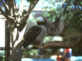 Kookaburra Tree Sunlight A4 Photo Print