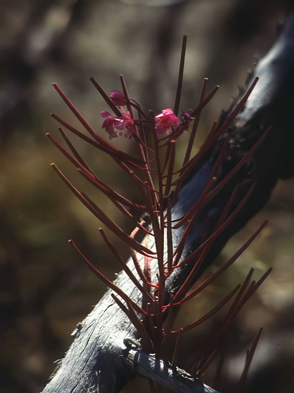 Kousa Dogwood Blossoms A4 Photo Print
