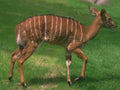 Kudu Antelope Savanna A4 Photo Print