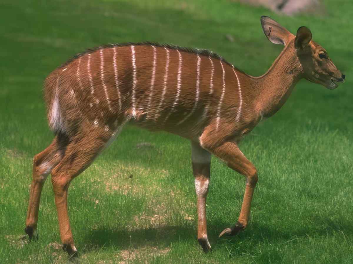 Kudu Antelope Savanna A4 Photo Print