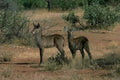 Kudu Antelopes Savanna A4 Photo Print