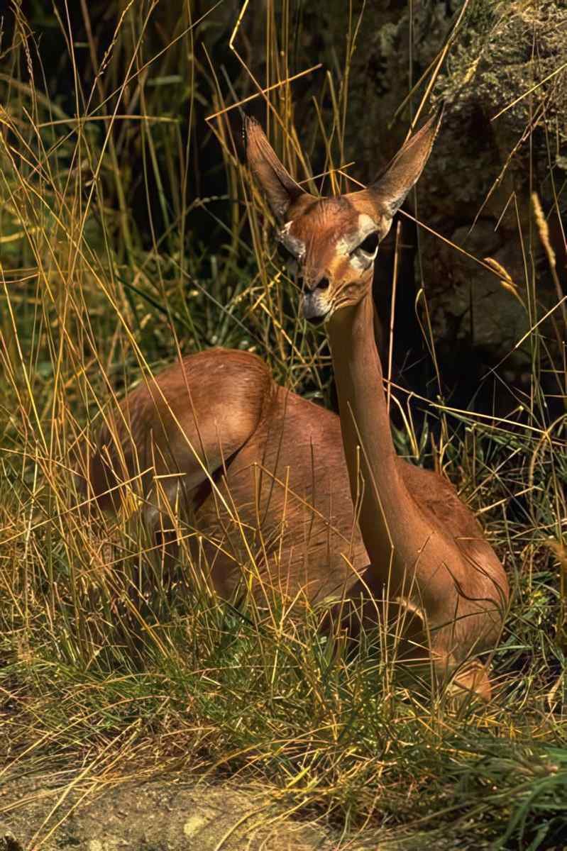 Kudu Deer Grass A4 Photo Print