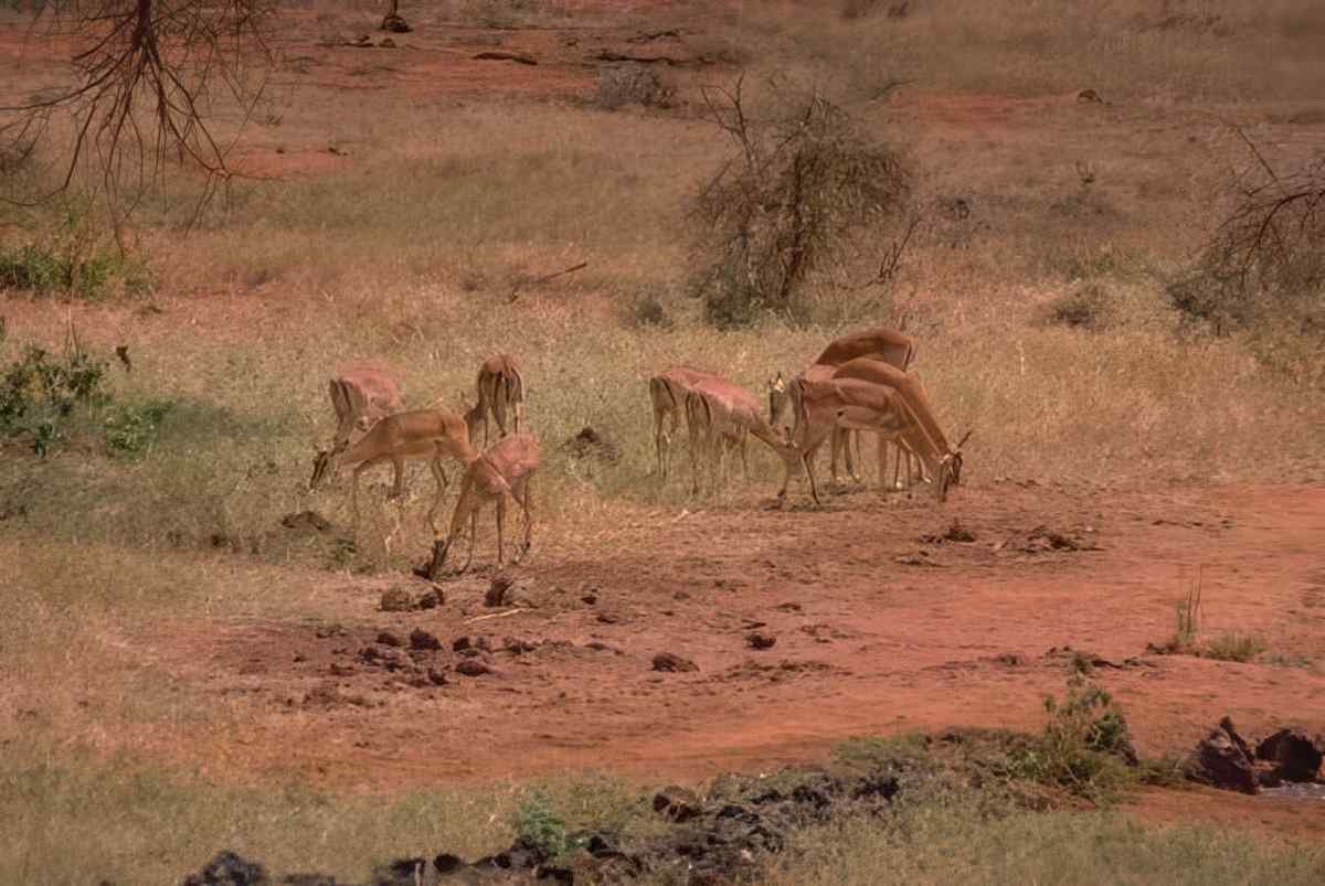 Kudu Herd Savanna A4 Photo Print