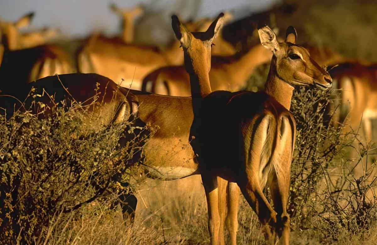 Kudu Herd Serengeti A4 Photo Print