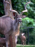 Kudu Horns Zoo A4 Photo Print